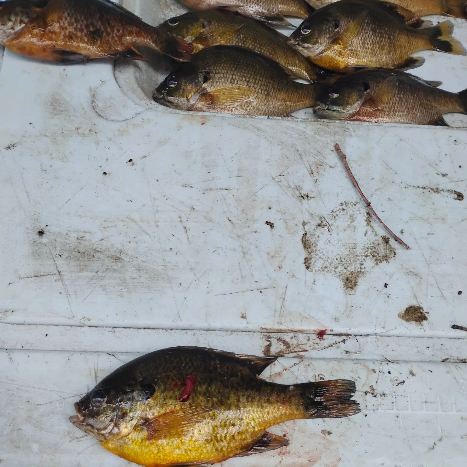 recently logged catches