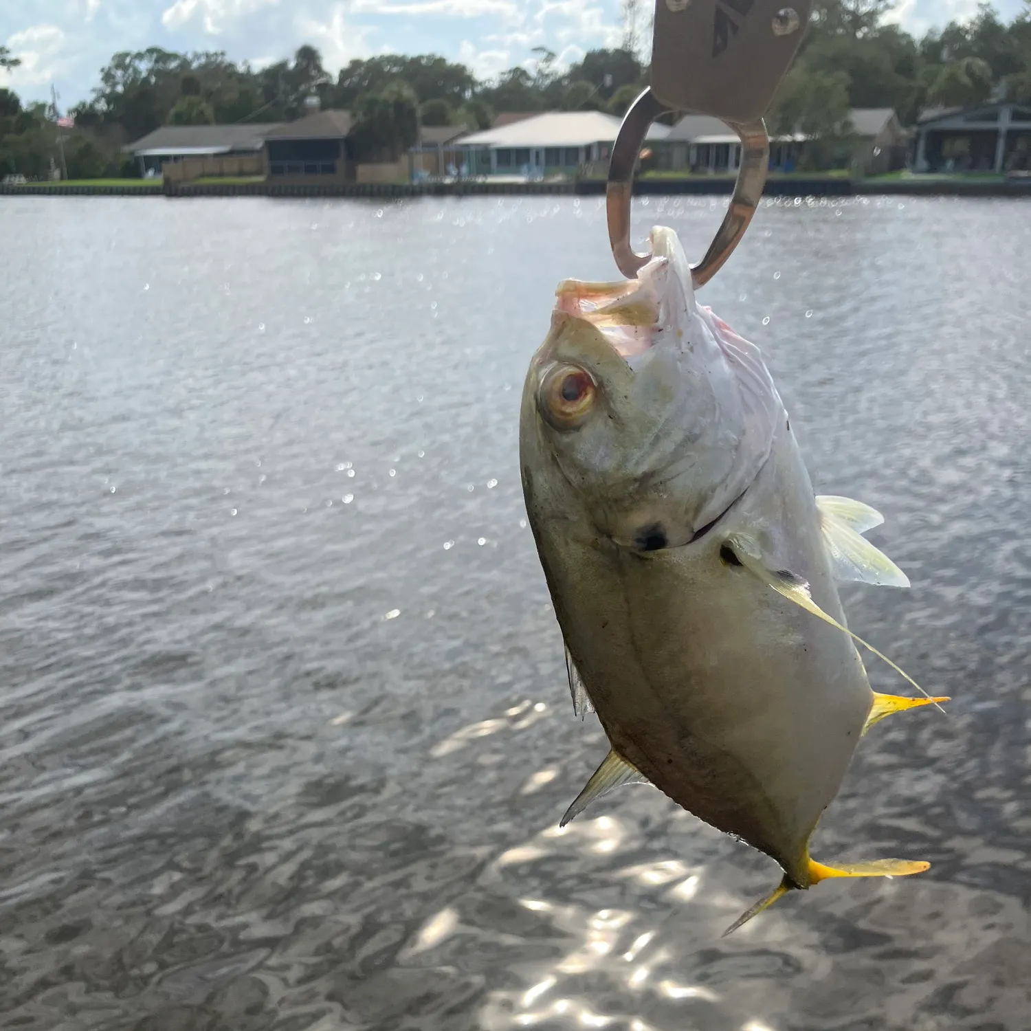 Crevalle jack caught on Fishbrain