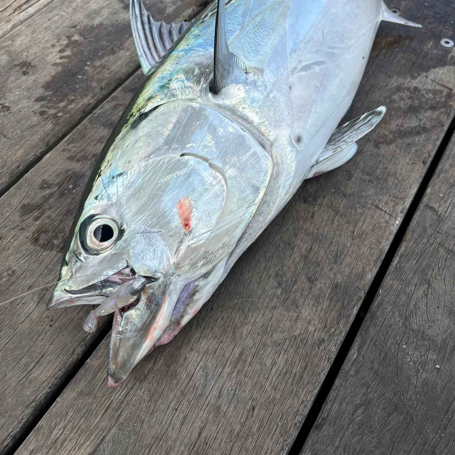 The most recent Kawakawa catches on Fishbrain