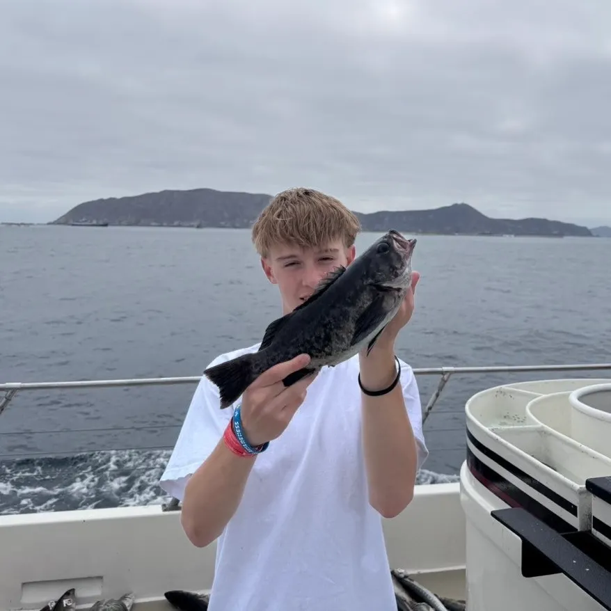 The most recent Blue rockfish catches on Fishbrain