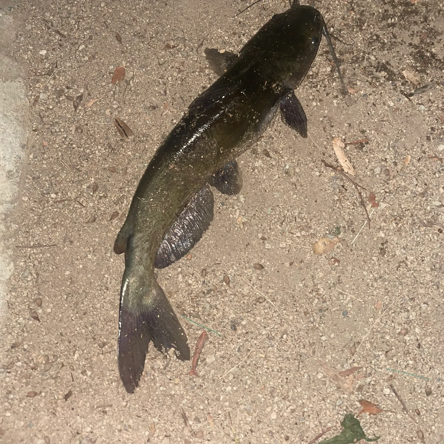 Channel catfish caught on Fishbrain