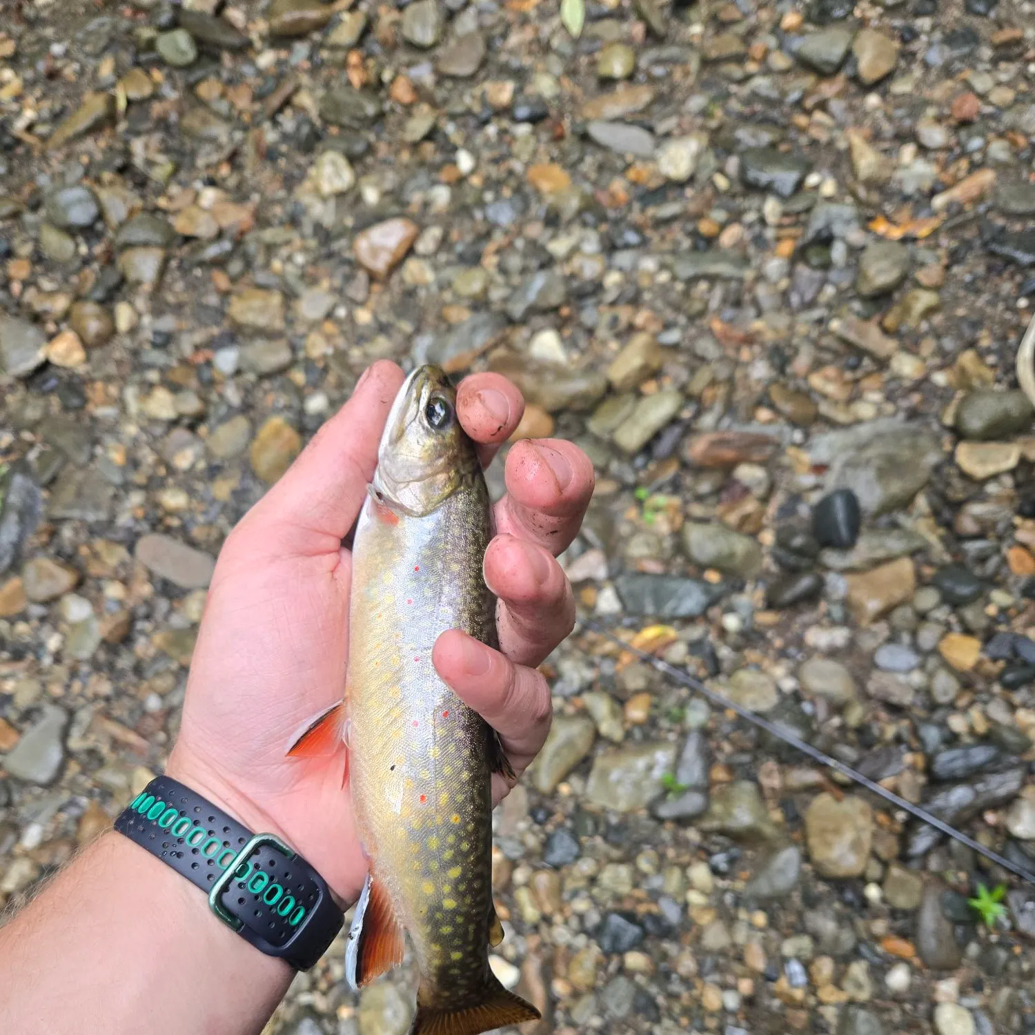 Brook trout caught on Fishbrain