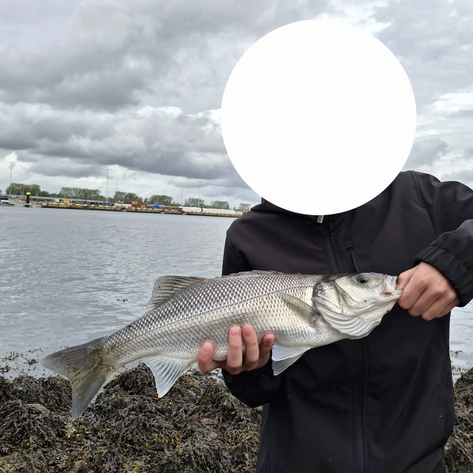 European seabass caught on Fishbrain