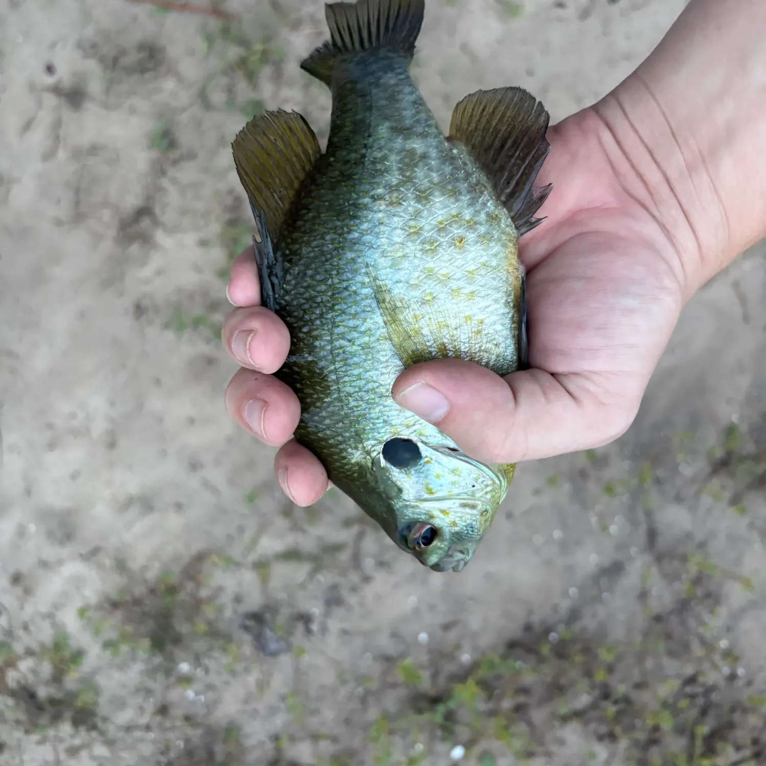 Bluegill caught on Fishbrain