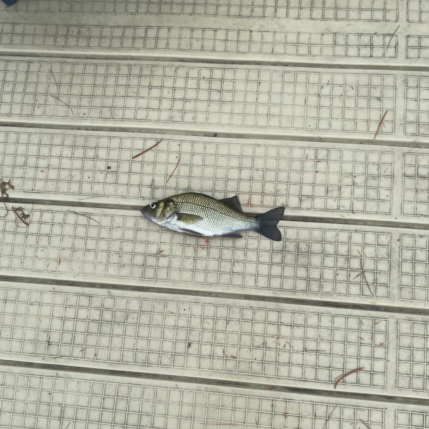 White perch caught on Fishbrain