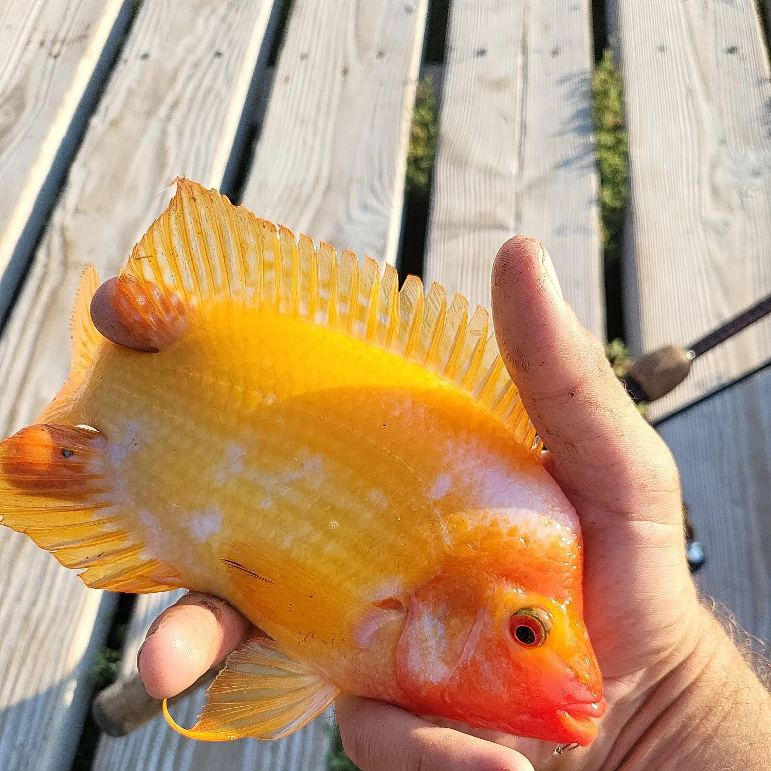 The most recent Red devil cichlid catches on Fishbrain