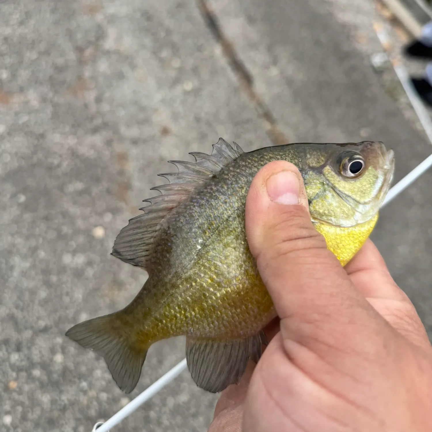 Bluegill caught on Fishbrain