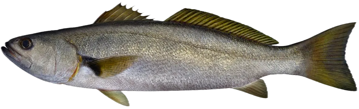 Geelbeck croaker