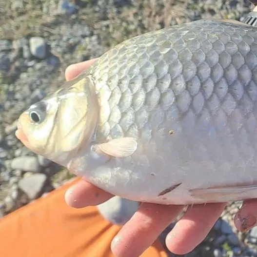 The most recent Boga catches on Fishbrain