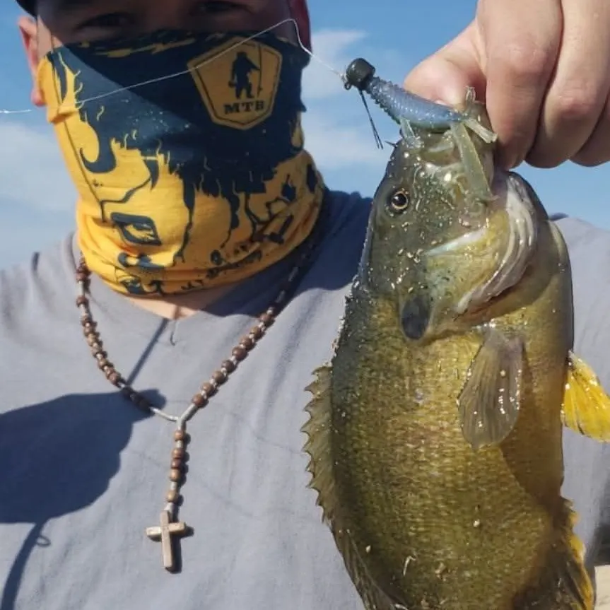 The most recent Warmouth x green sunfish catches on Fishbrain