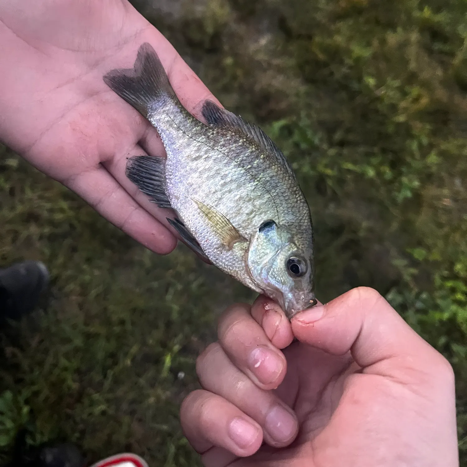 Bluegill caught on Fishbrain