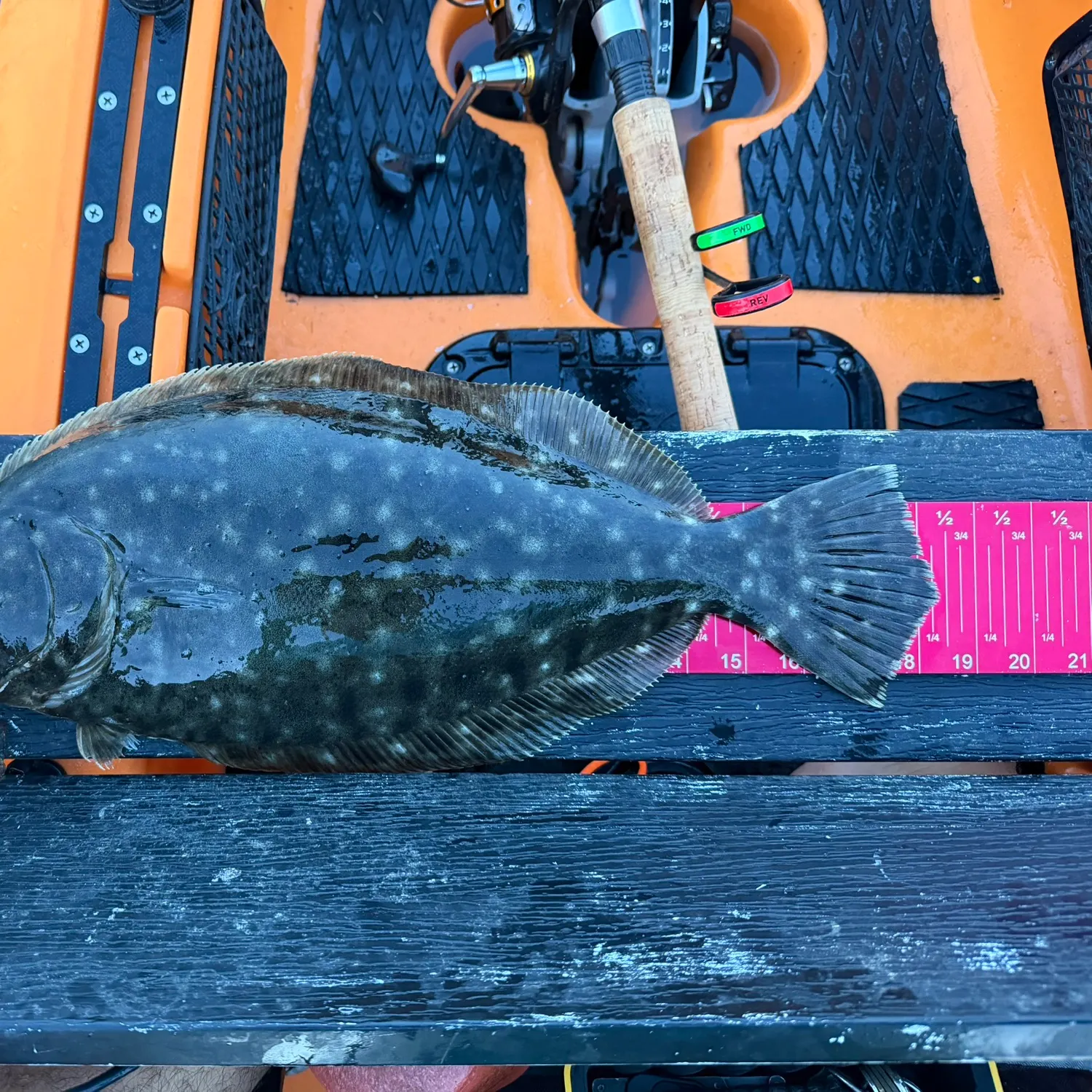 Southern flounder caught on Fishbrain