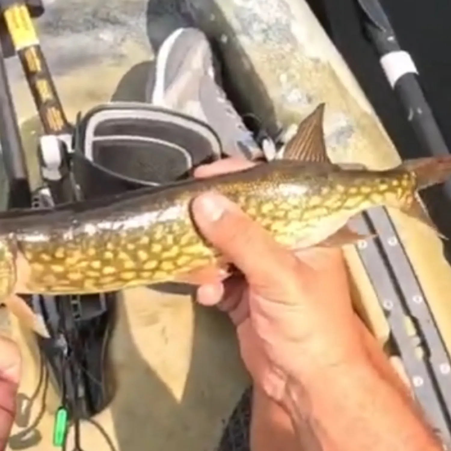 angler catch