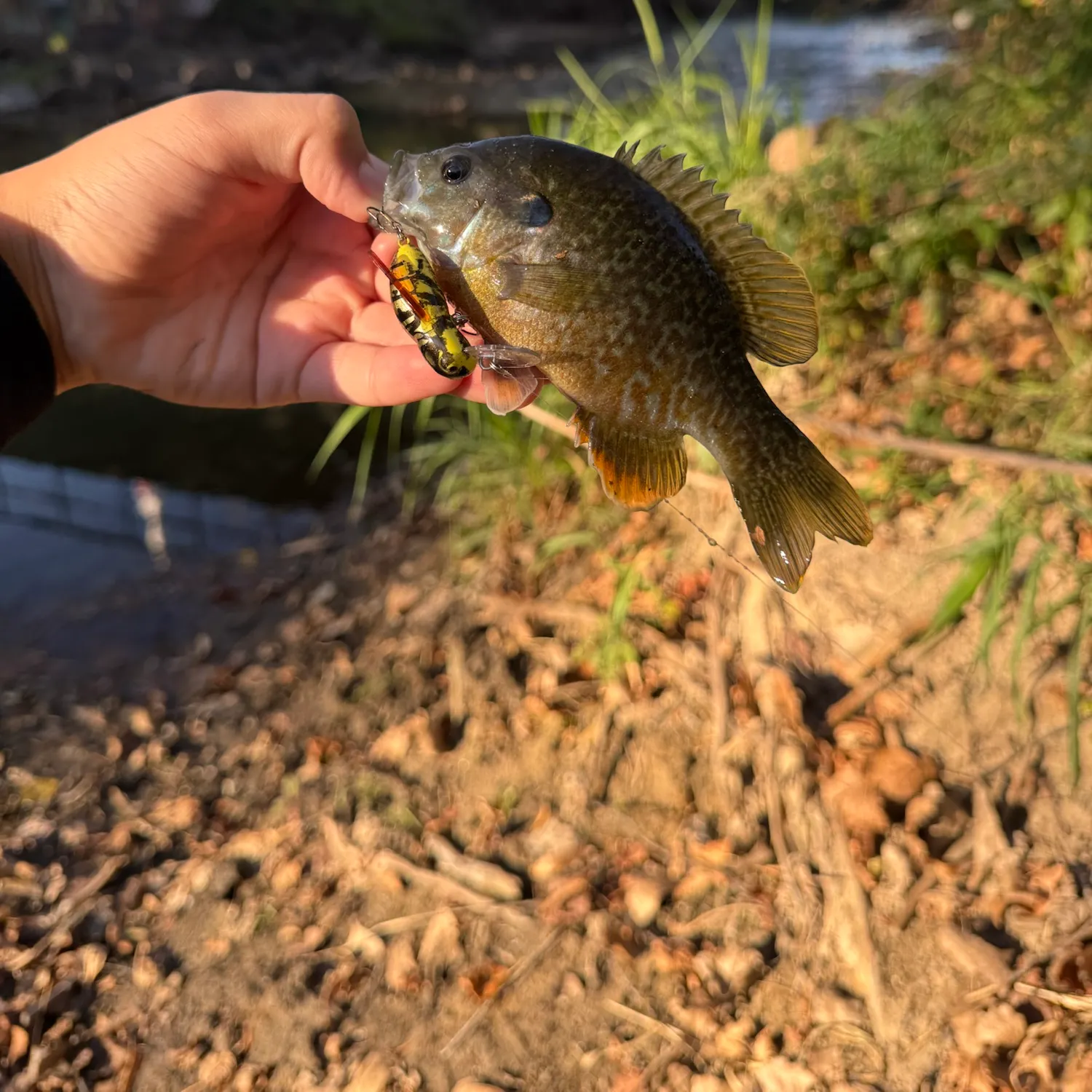 Greengill hybrid caught on Fishbrain