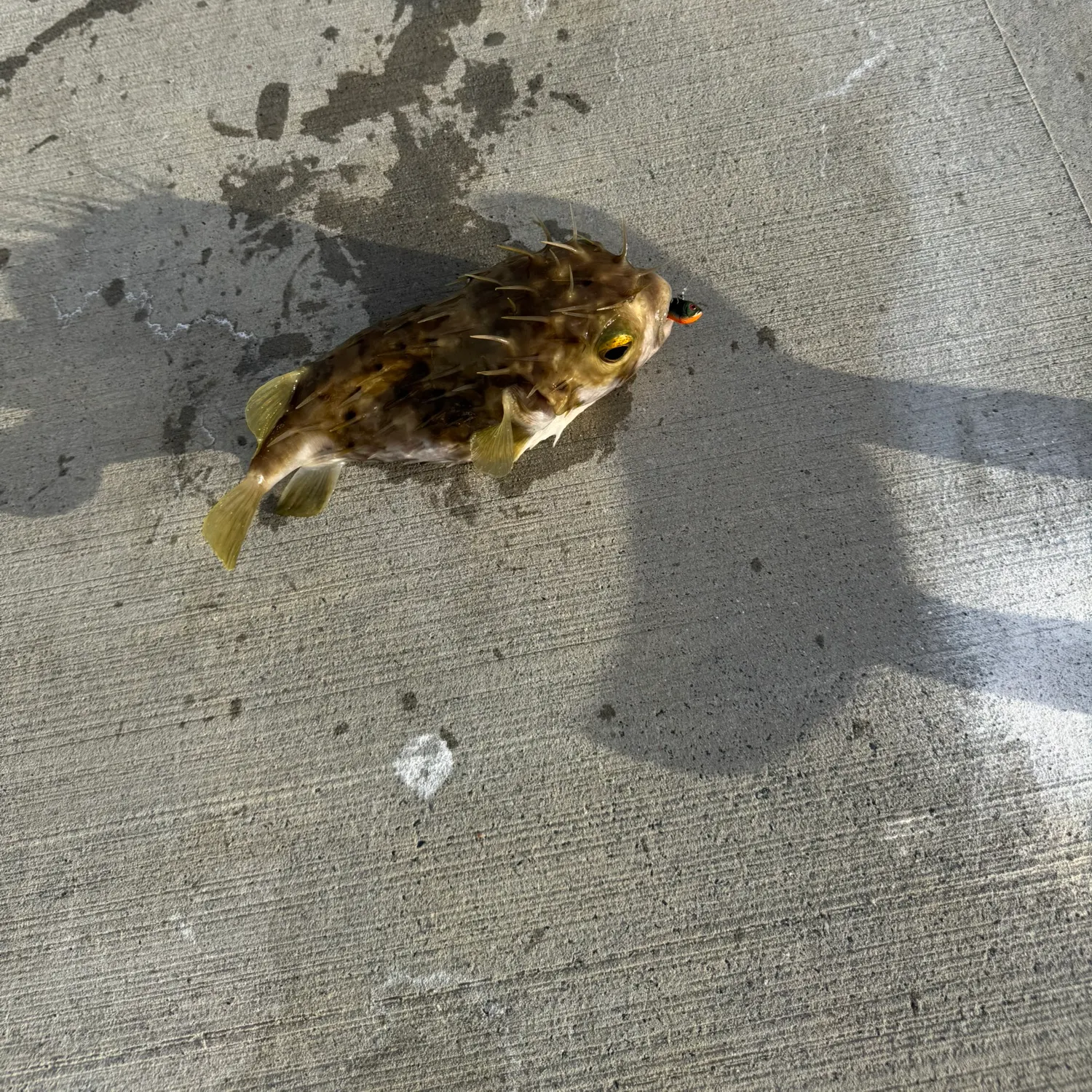 The most recent Prickly puffer catches on Fishbrain