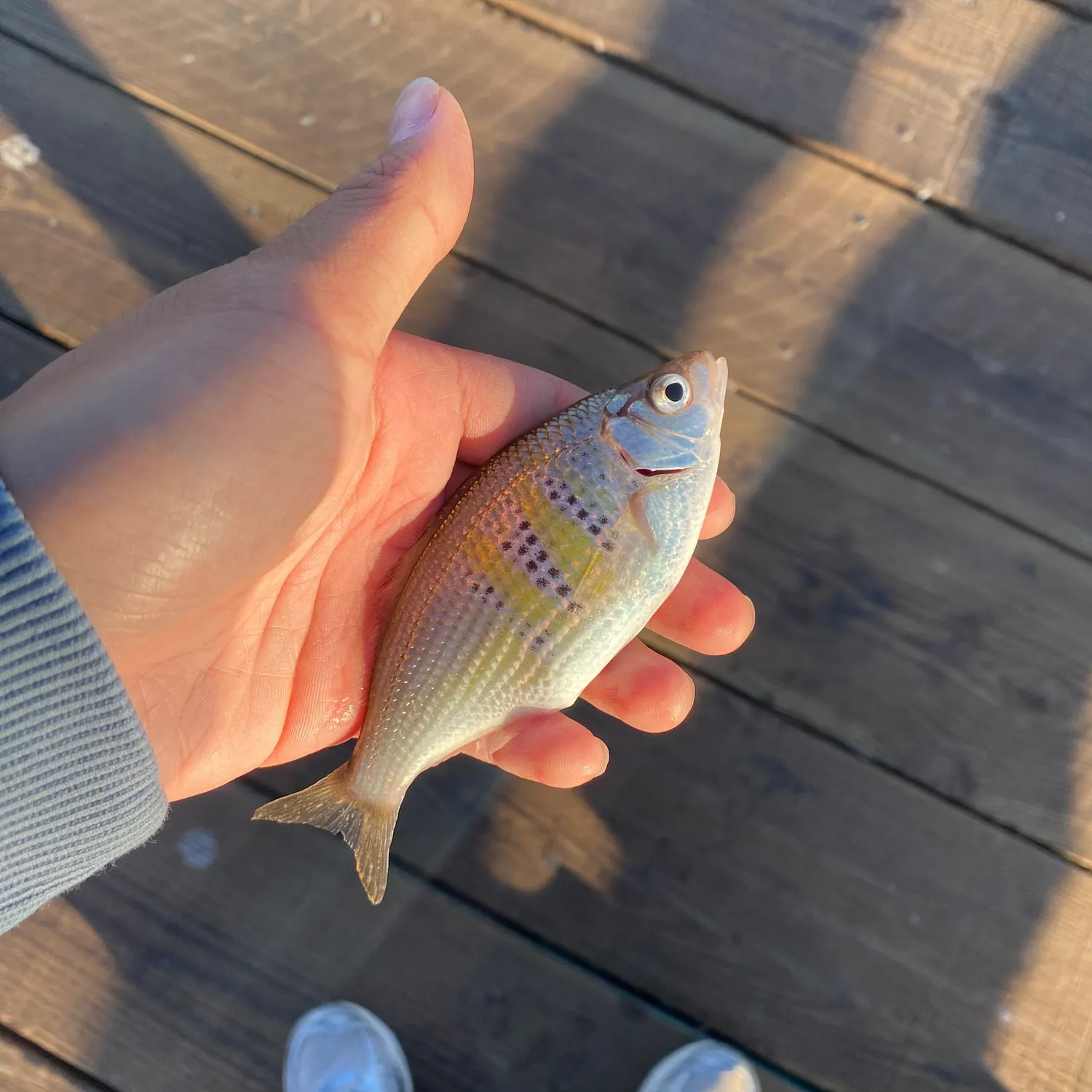 The most recent Shiner perch catches on Fishbrain