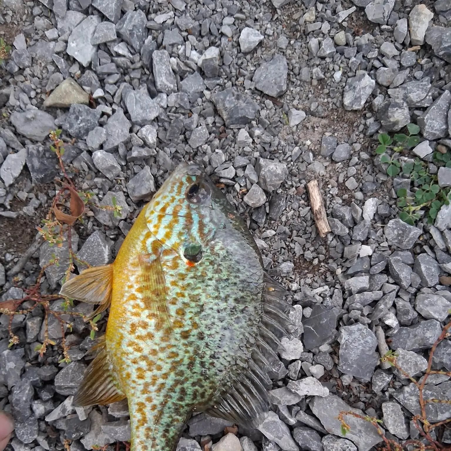 Pumpkinseed caught on Fishbrain