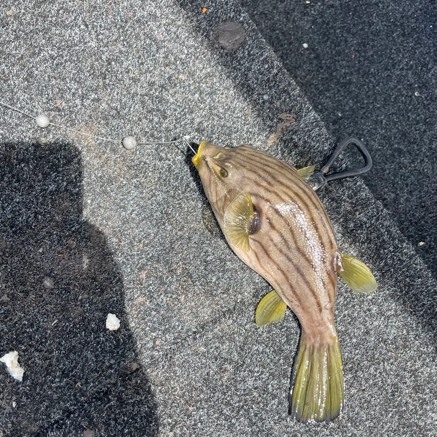 recently logged catches