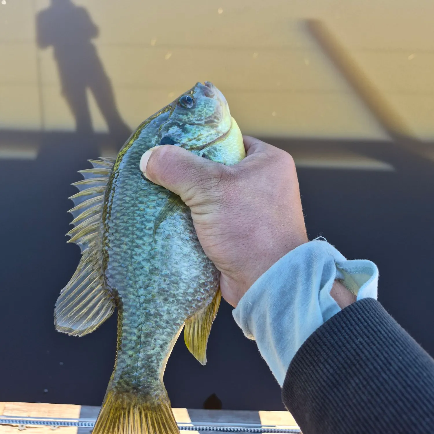 Redear sunfish caught on Fishbrain