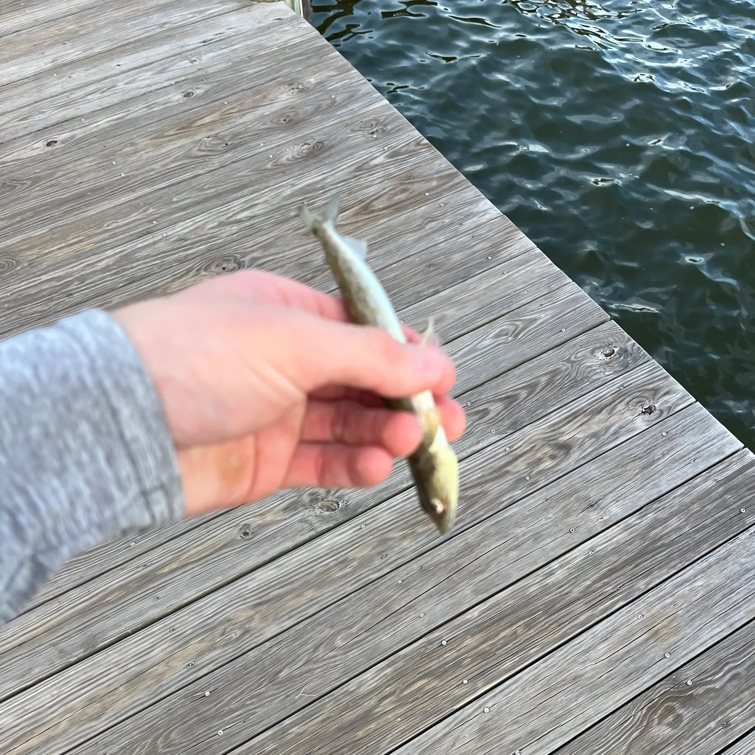 The most recent Inshore lizardfish catches on Fishbrain