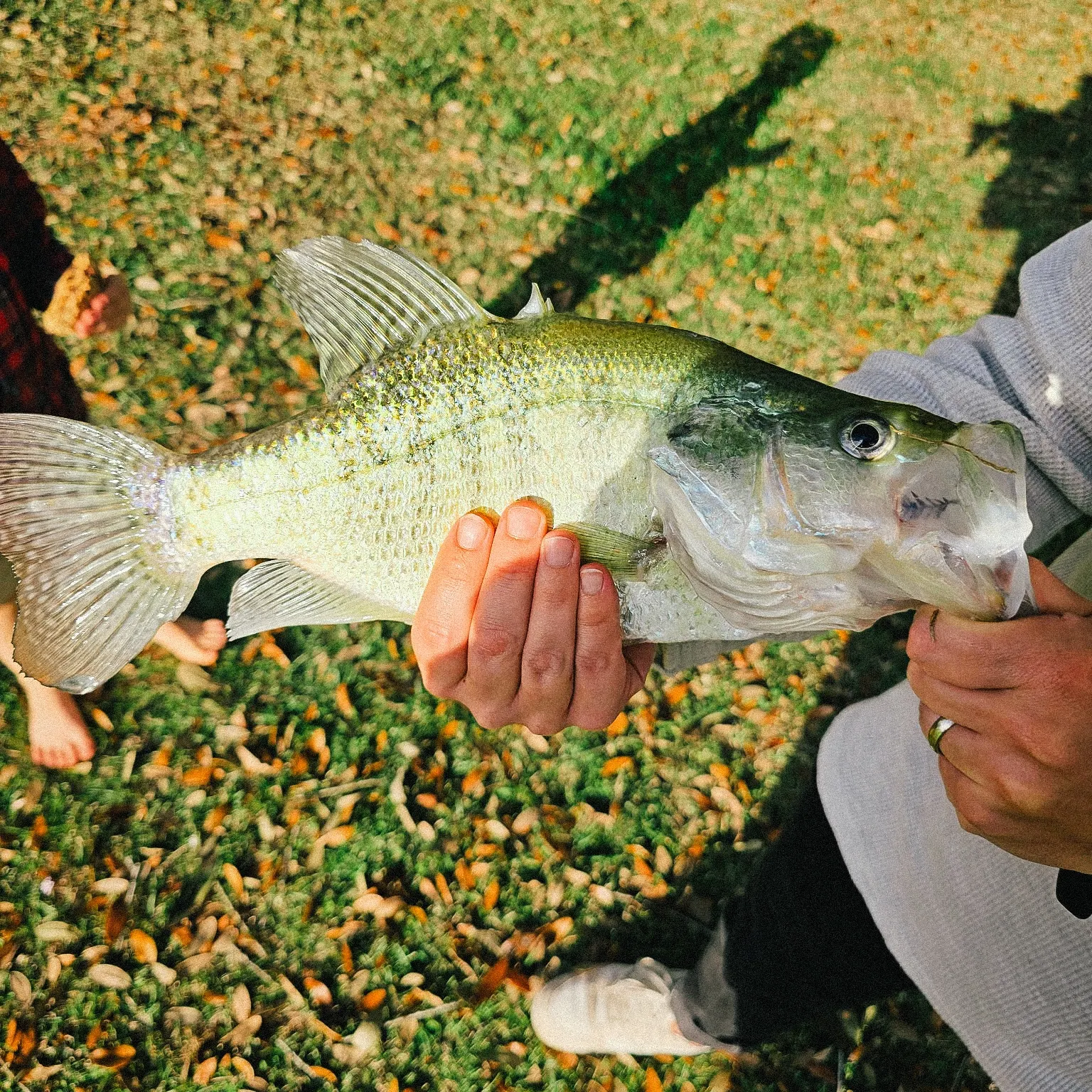 The most recent White crappie catches on Fishbrain