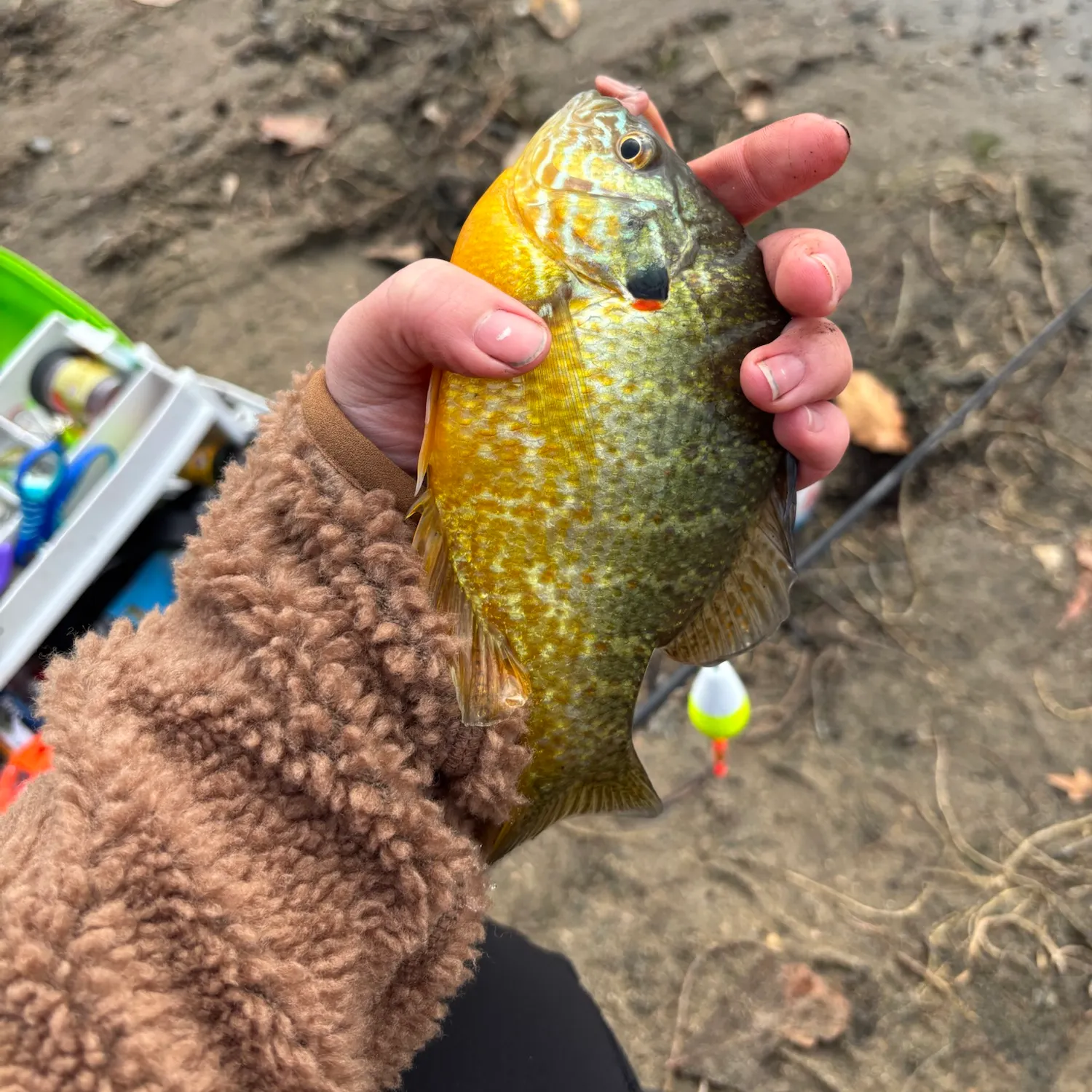 Pumpkinseed caught on Fishbrain