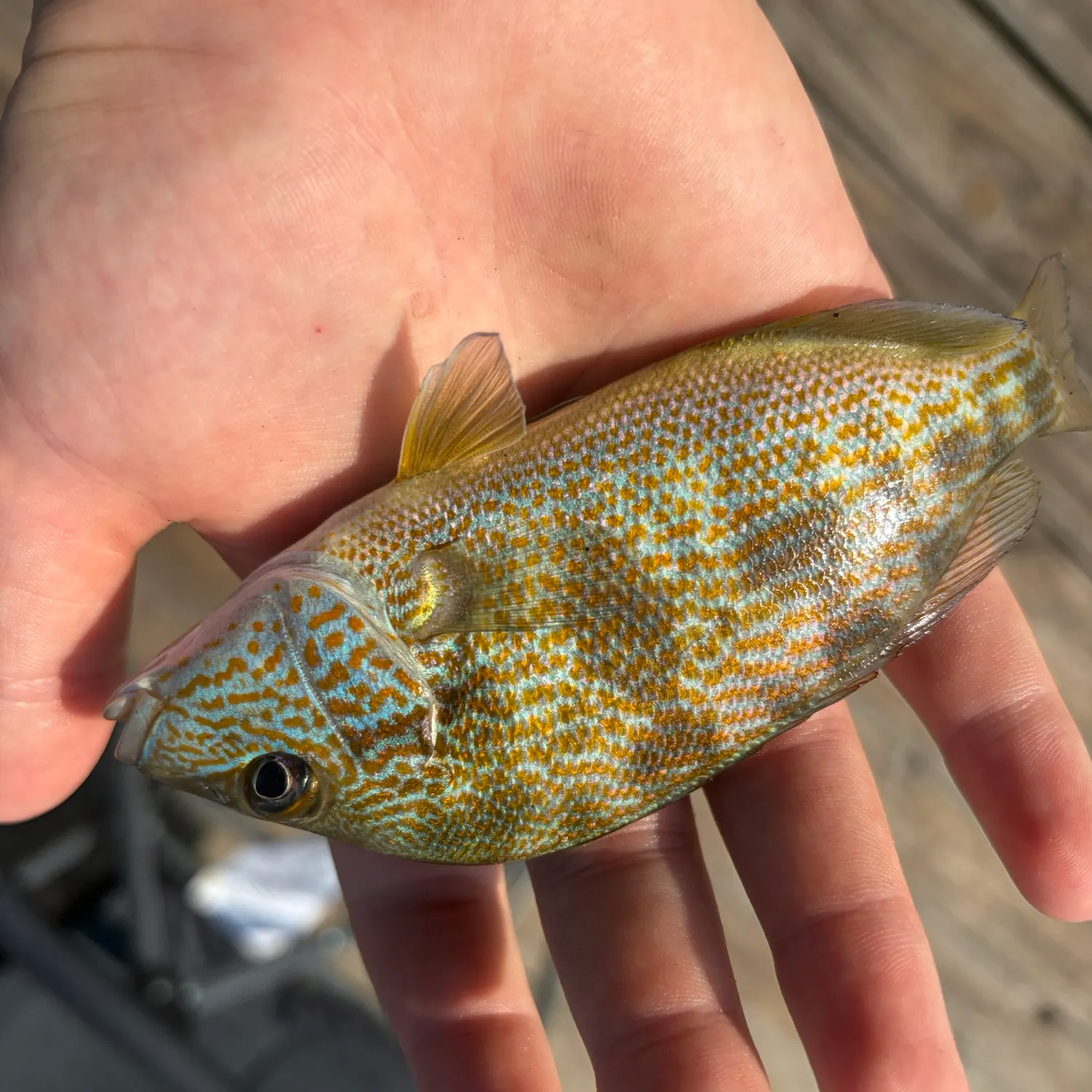 Mutton snapper caught on Fishbrain
