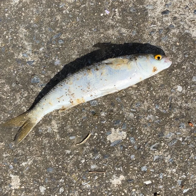 Yellow-eye mullet caught on Fishbrain