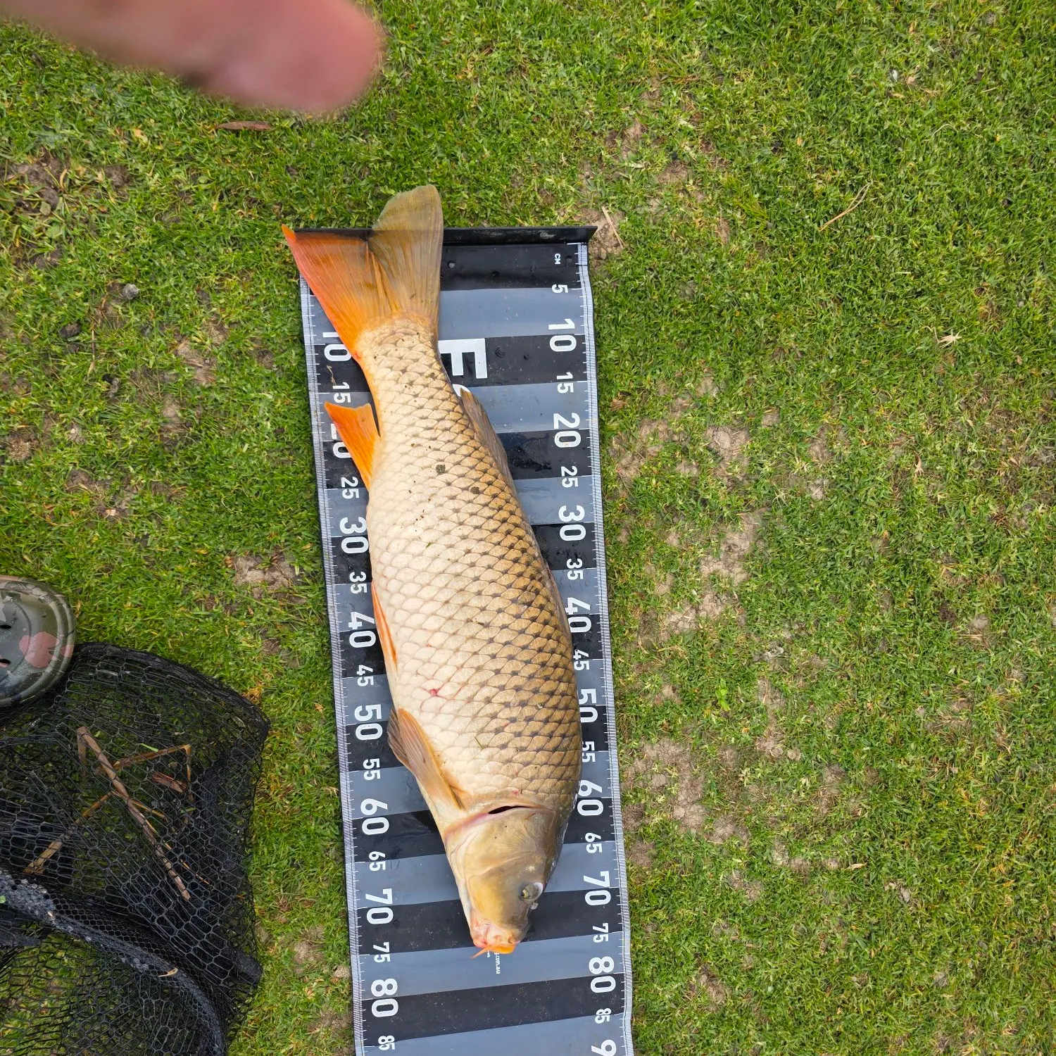 Common carp caught on Fishbrain