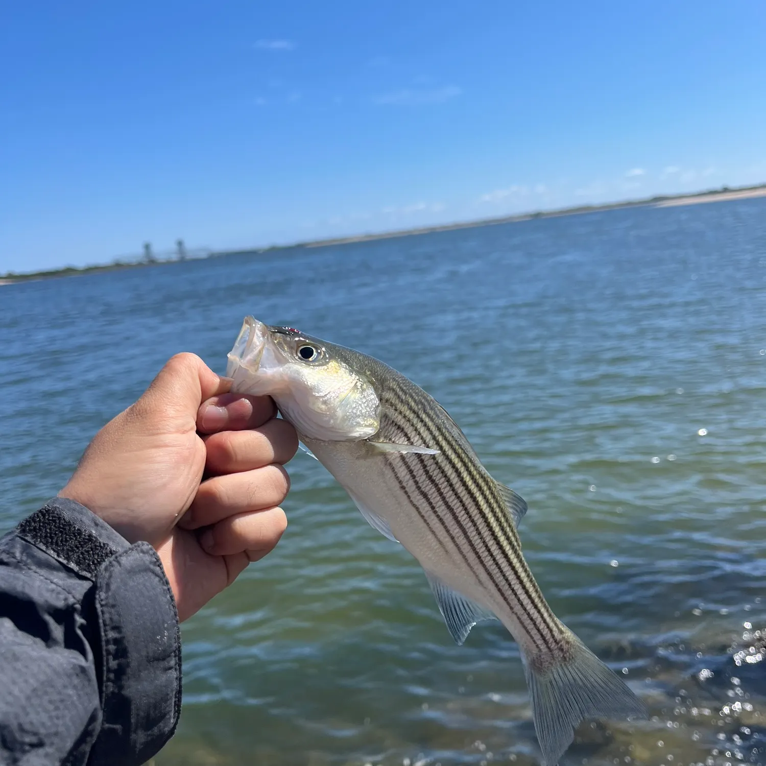 Striped bass caught on Fishbrain