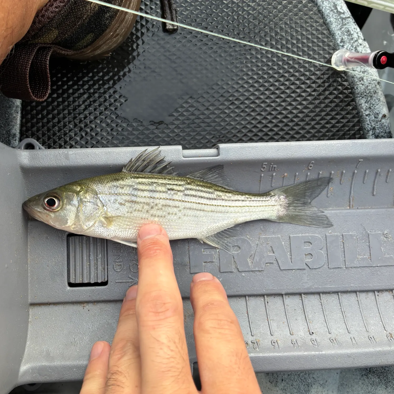 Striped bass caught on Fishbrain