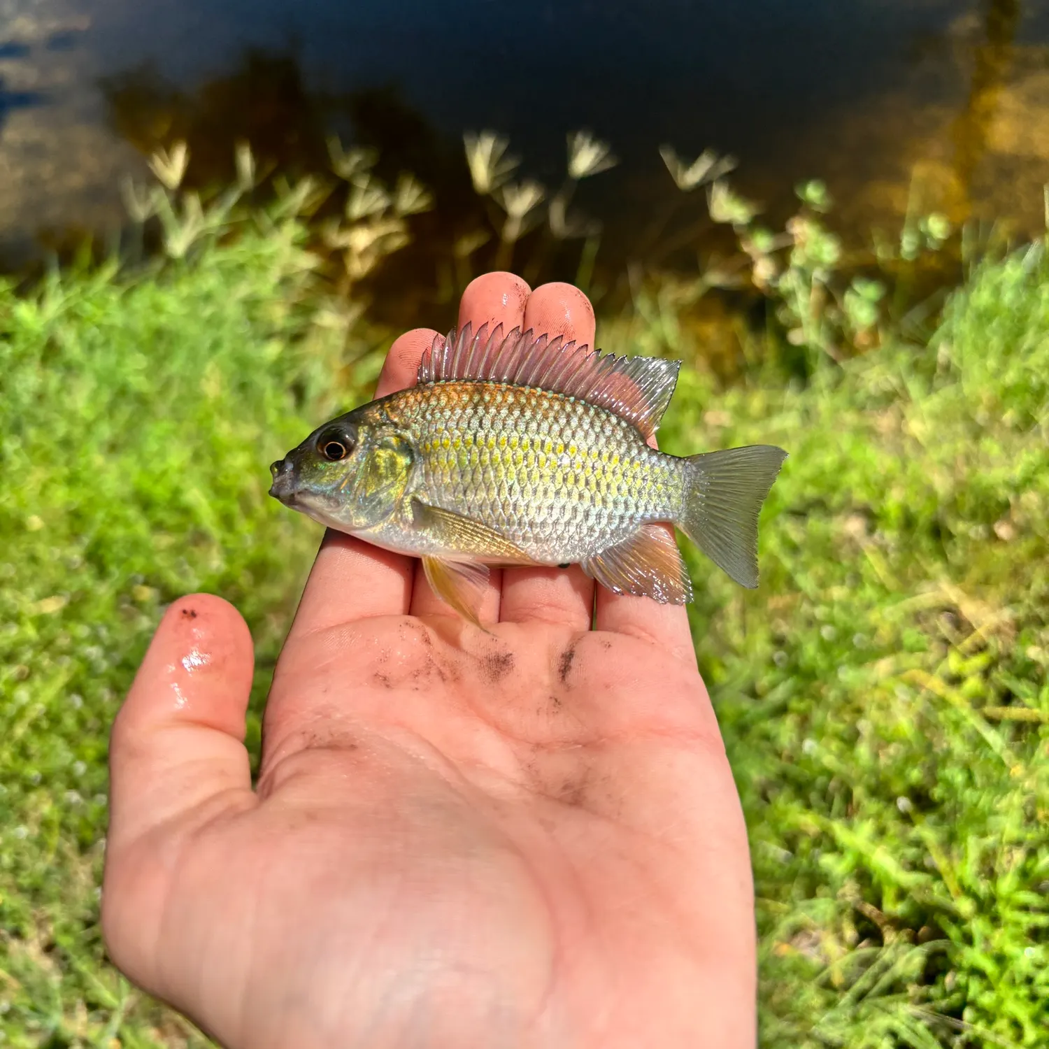The most recent Blackchin tilapia catches on Fishbrain