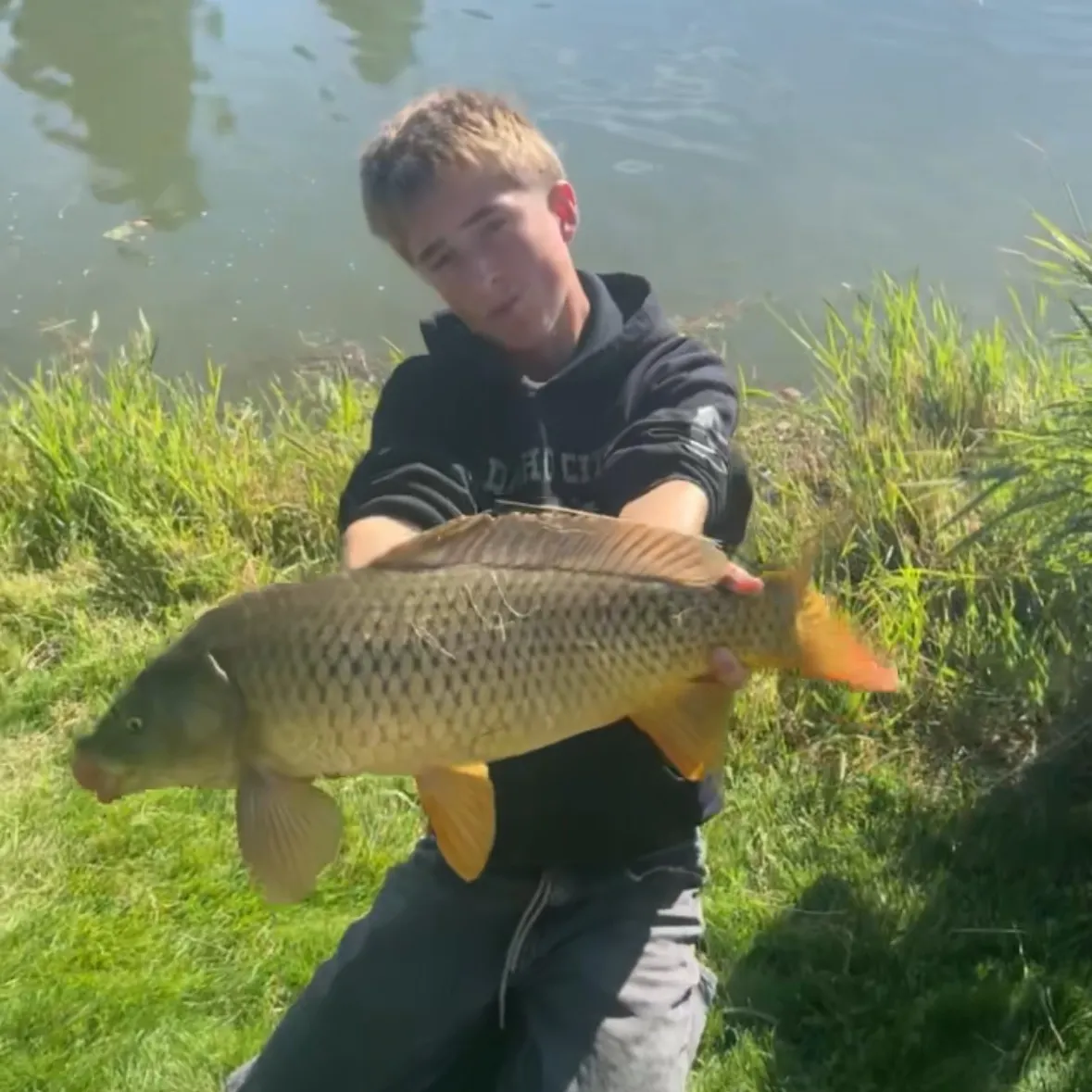 Common carp caught on Fishbrain