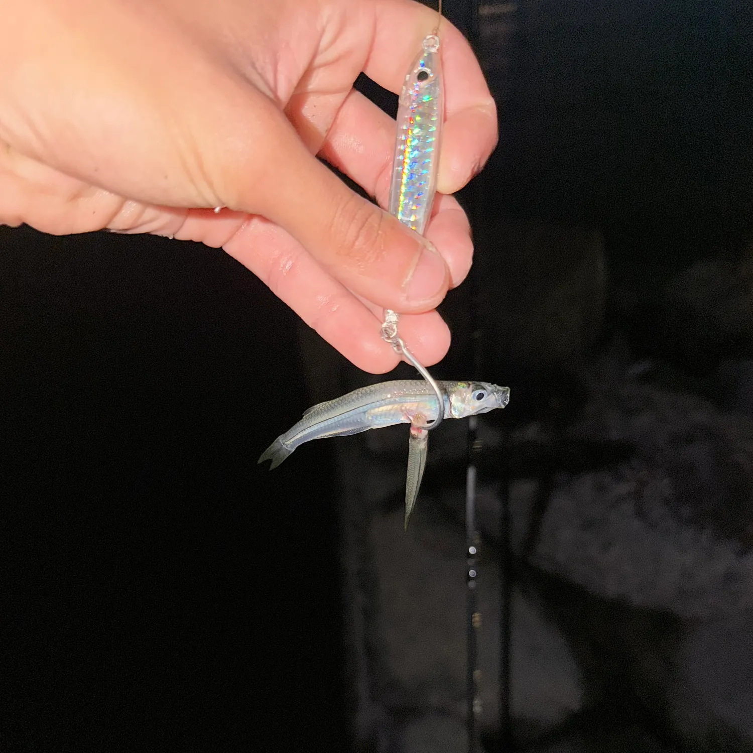 Jack silverside caught on Fishbrain