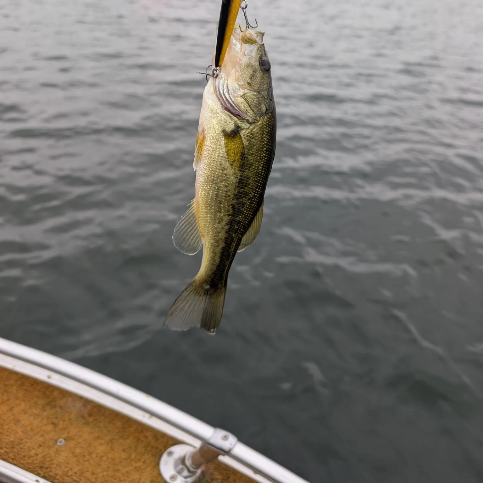 Largemouth bass caught on Fishbrain