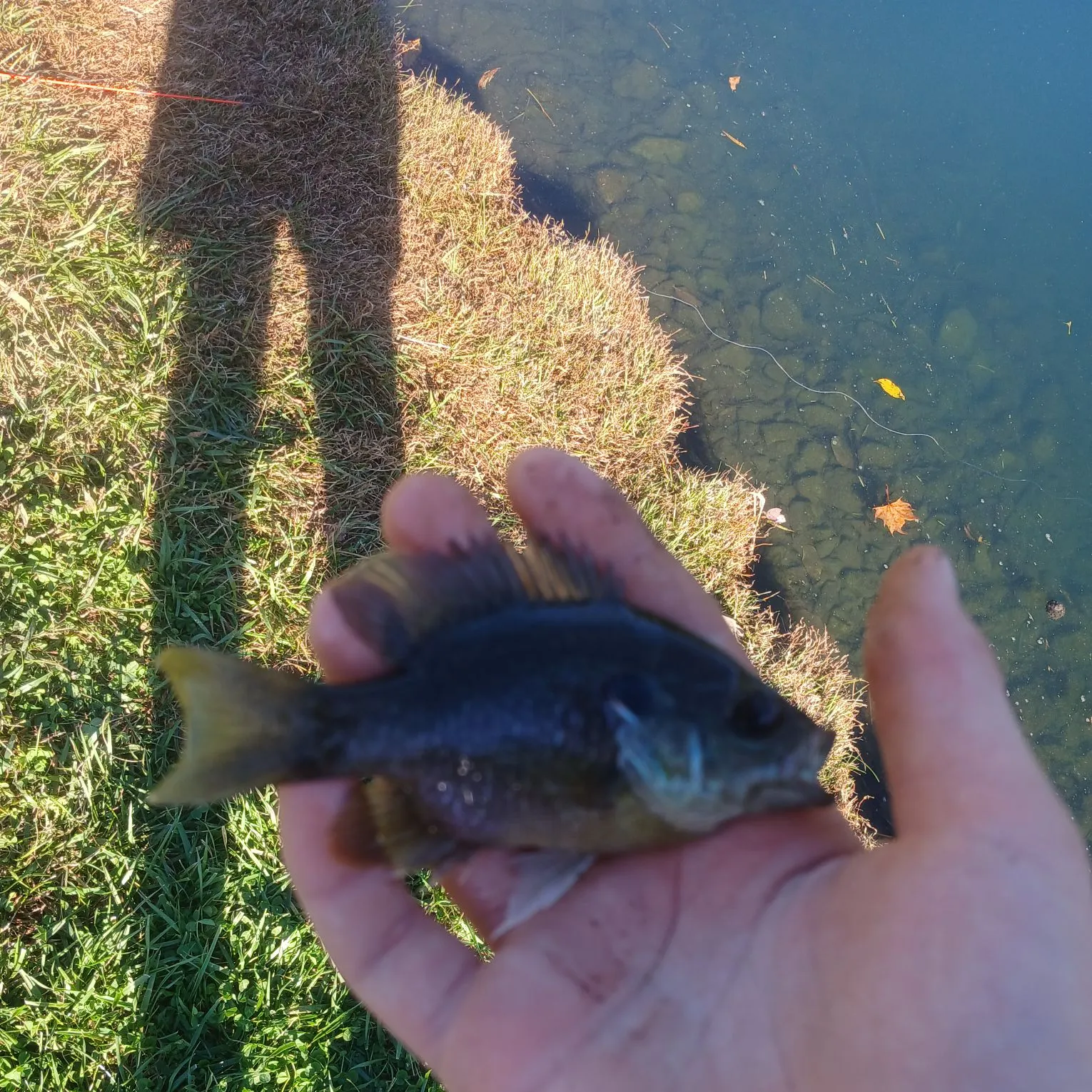 Green sunfish caught on Fishbrain