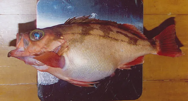 Goldeye rockfish