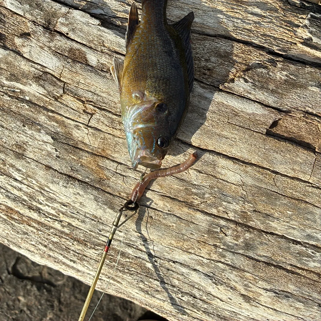 Green sunfish caught on Fishbrain