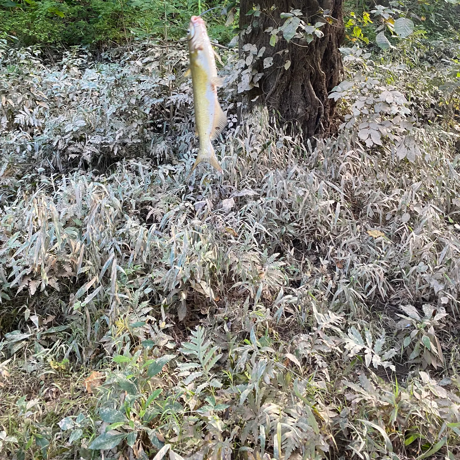 Channel catfish caught on Fishbrain