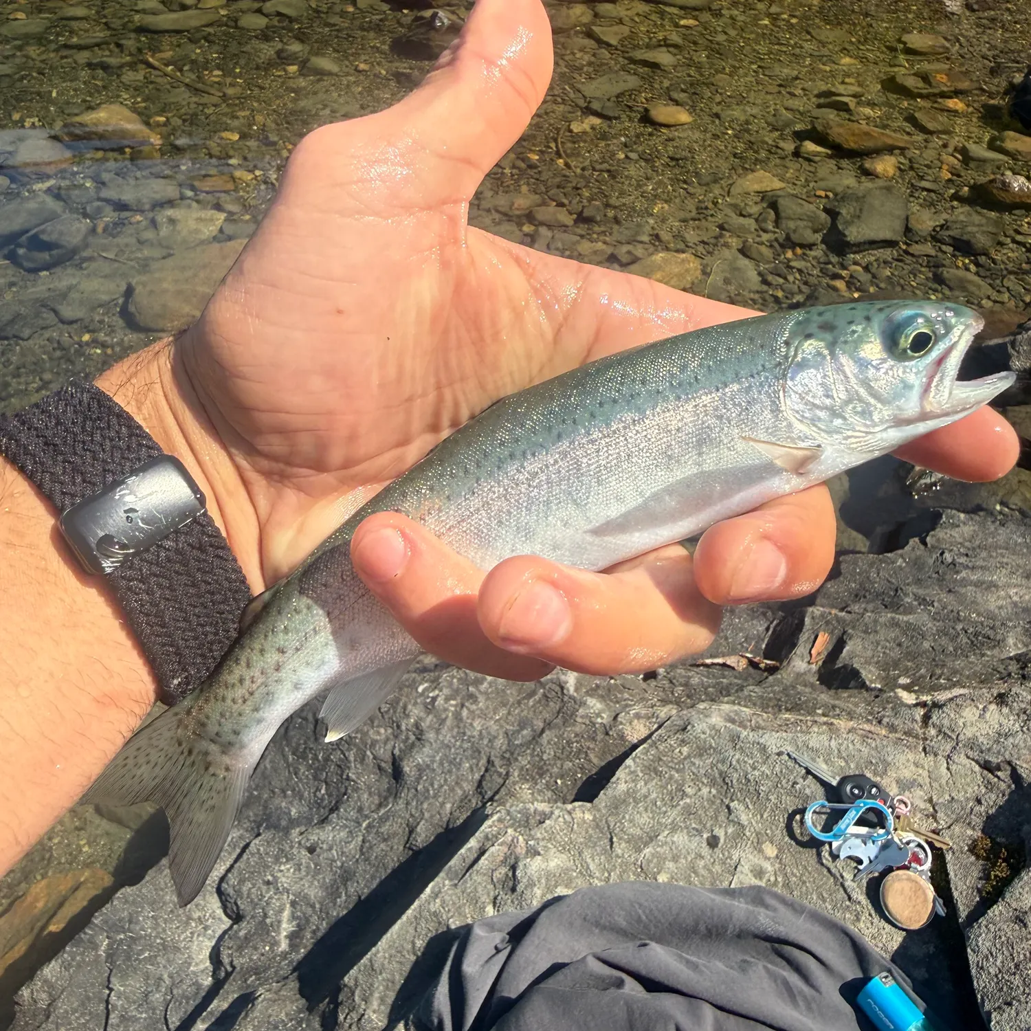 Rainbow trout caught on Fishbrain