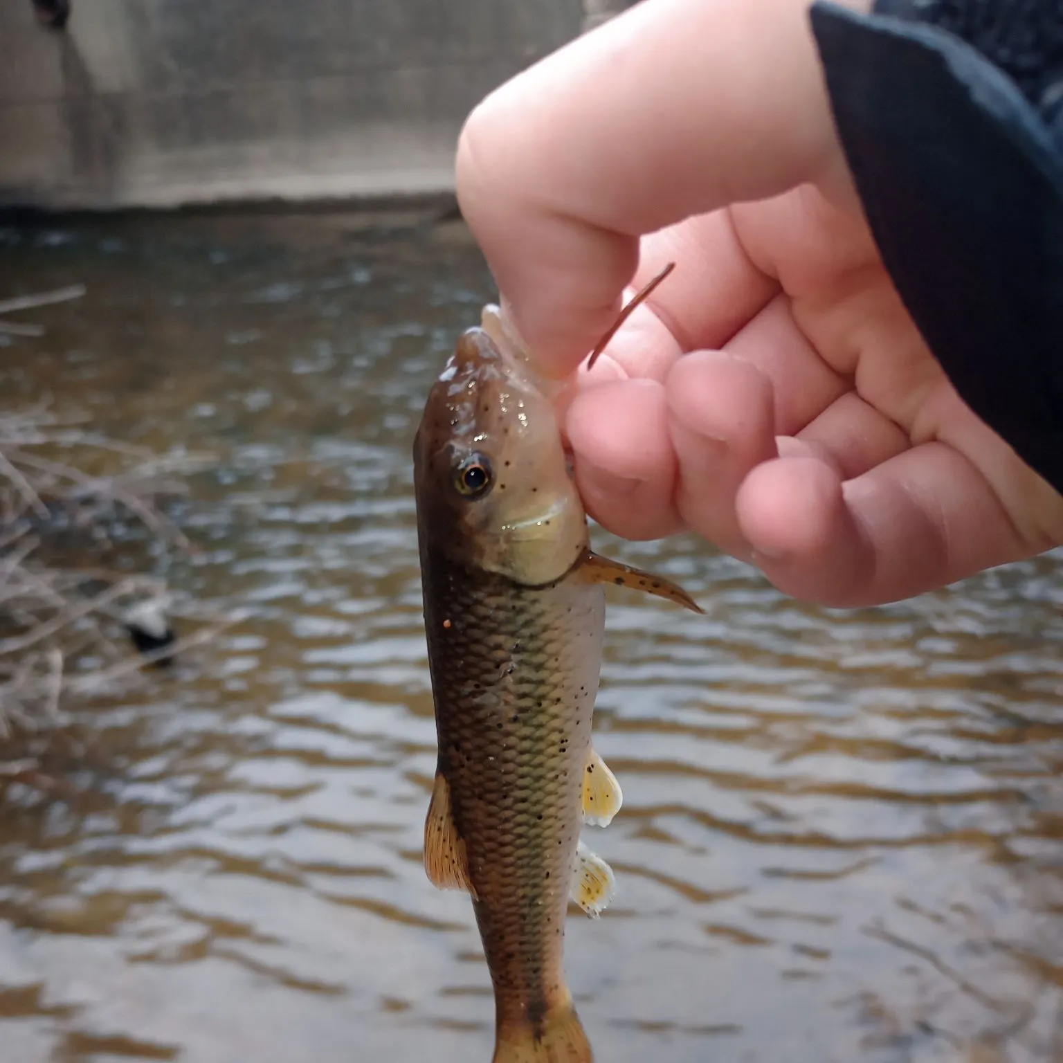 The most popular recent Hornyhead chub catch on Fishbrain