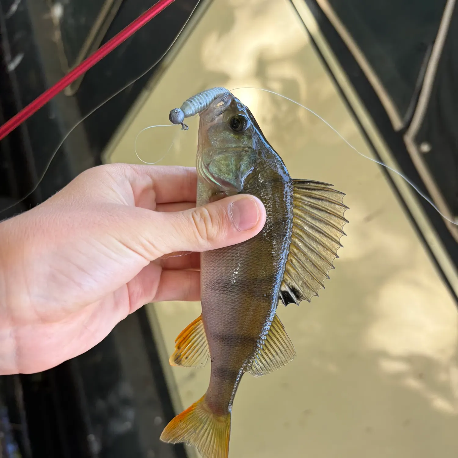 European perch caught on Fishbrain