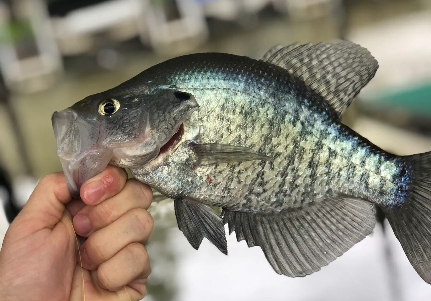 White crappie