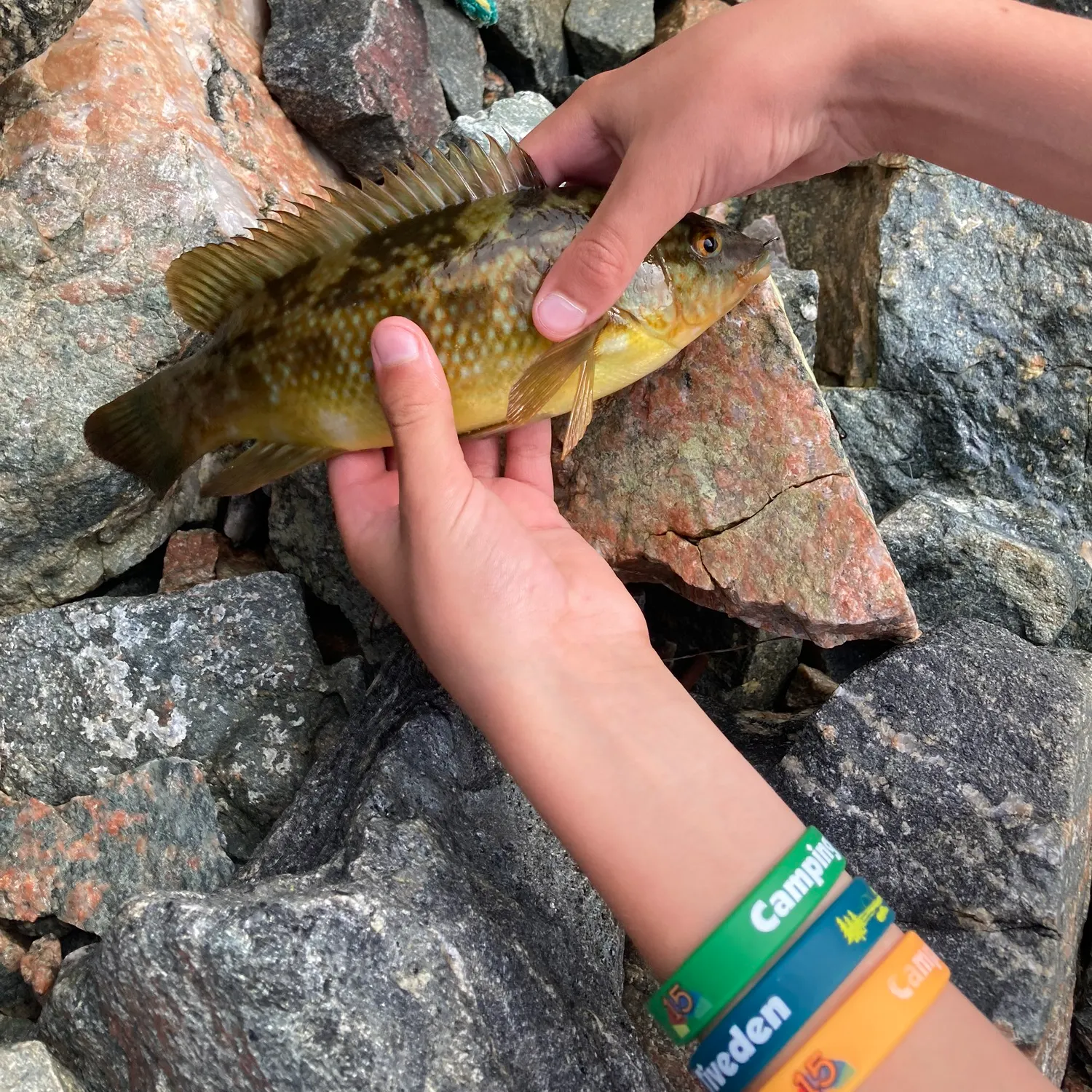 The most recent Ballan wrasse catches on Fishbrain