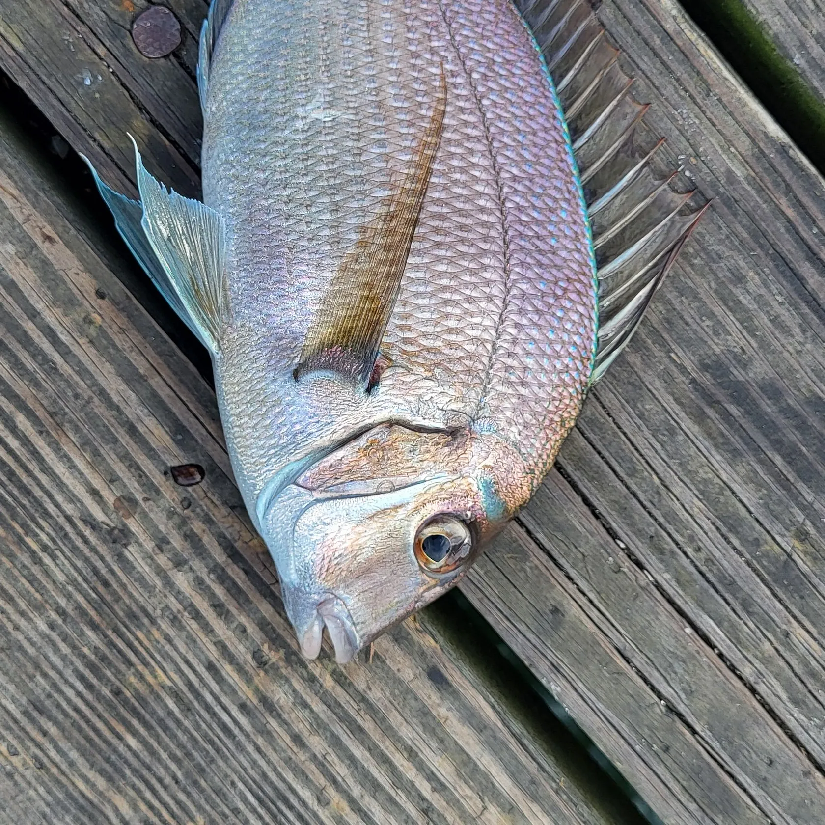 Scup caught on Fishbrain