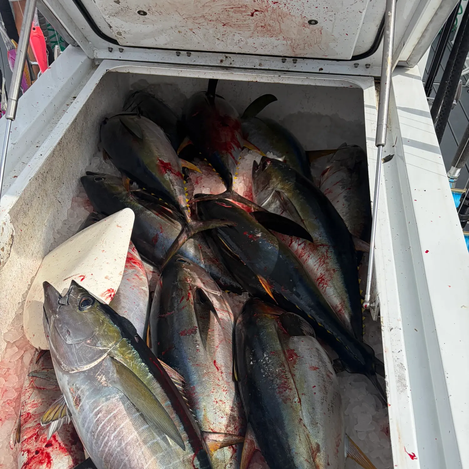 The most recent Yellowfin tuna catches on Fishbrain