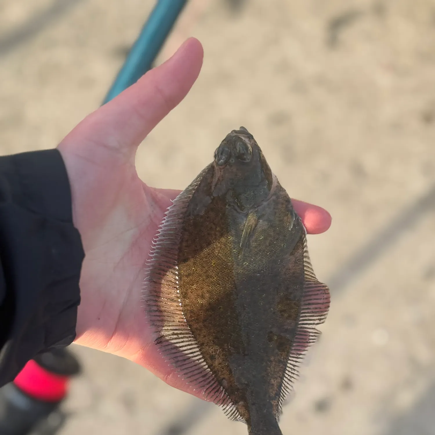 The most recent European flounder catches on Fishbrain