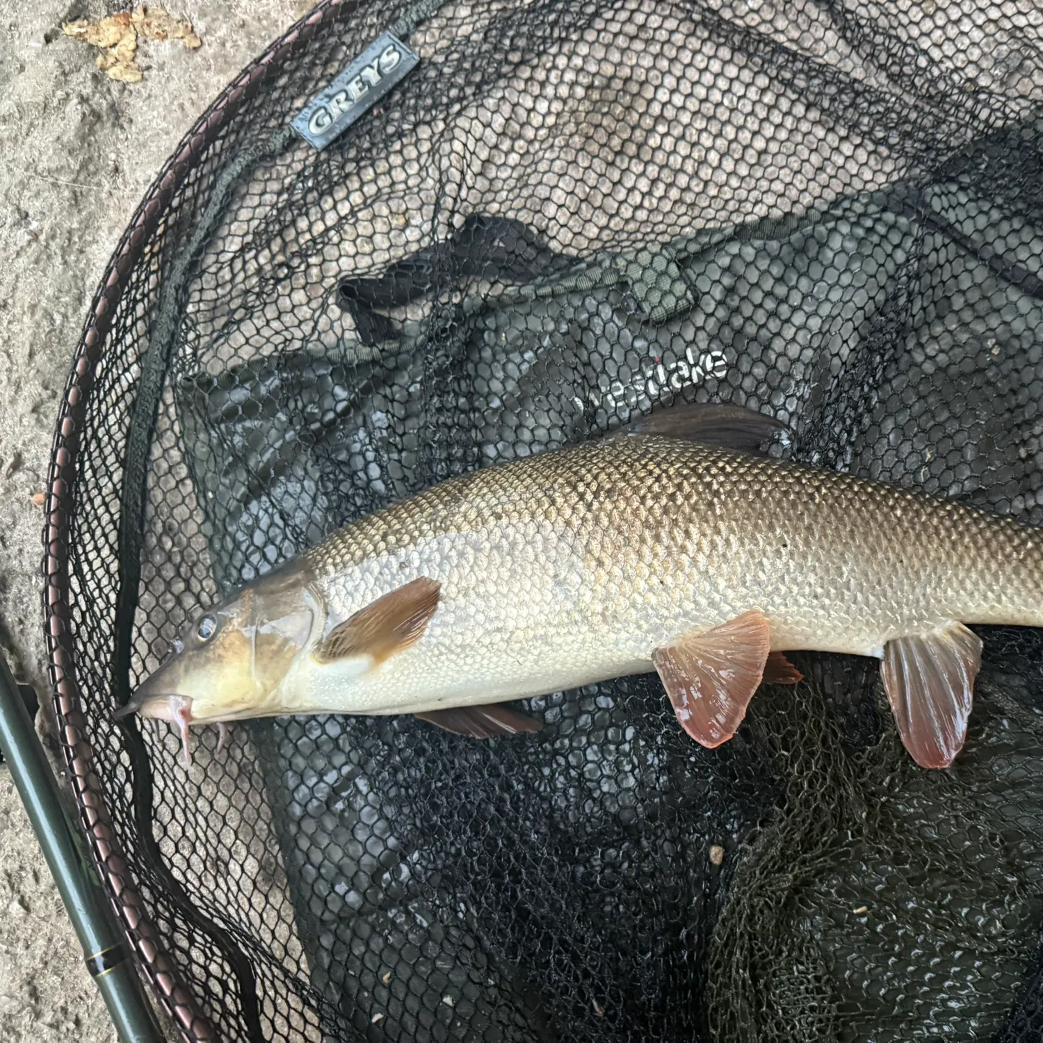 most liked catch image