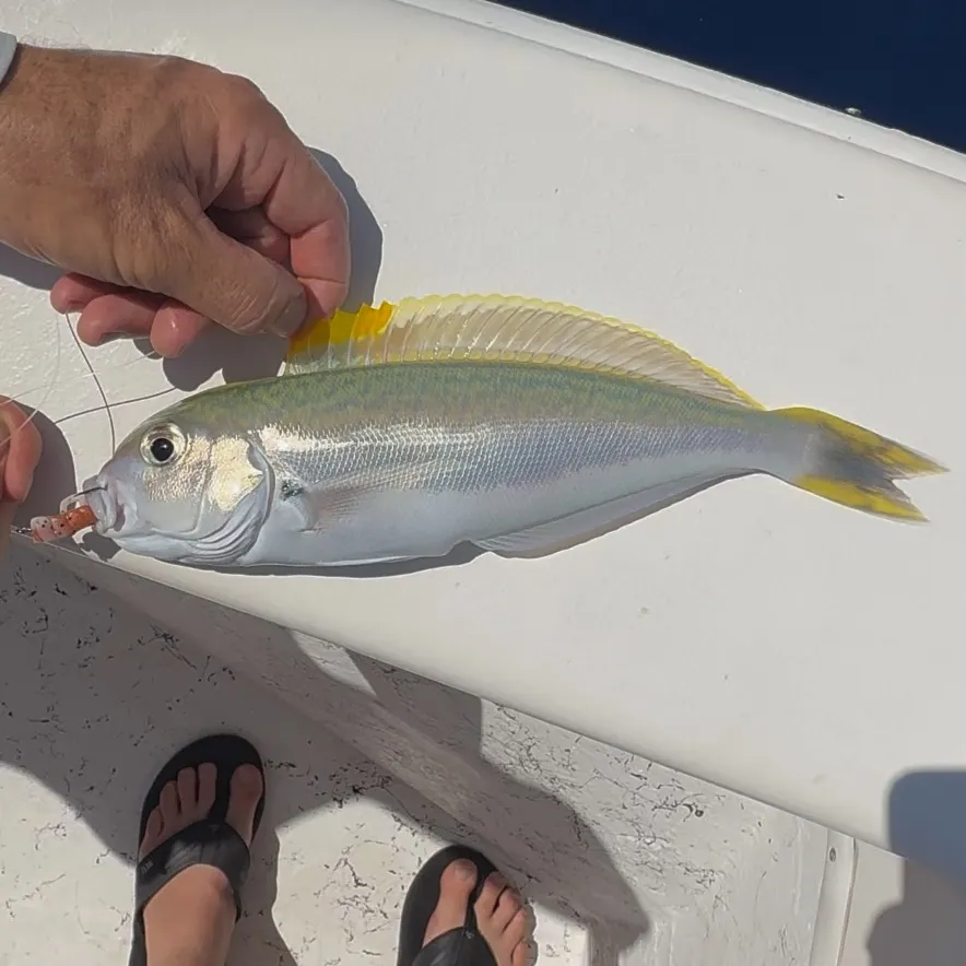 The most recent Blackline tilefish catches on Fishbrain