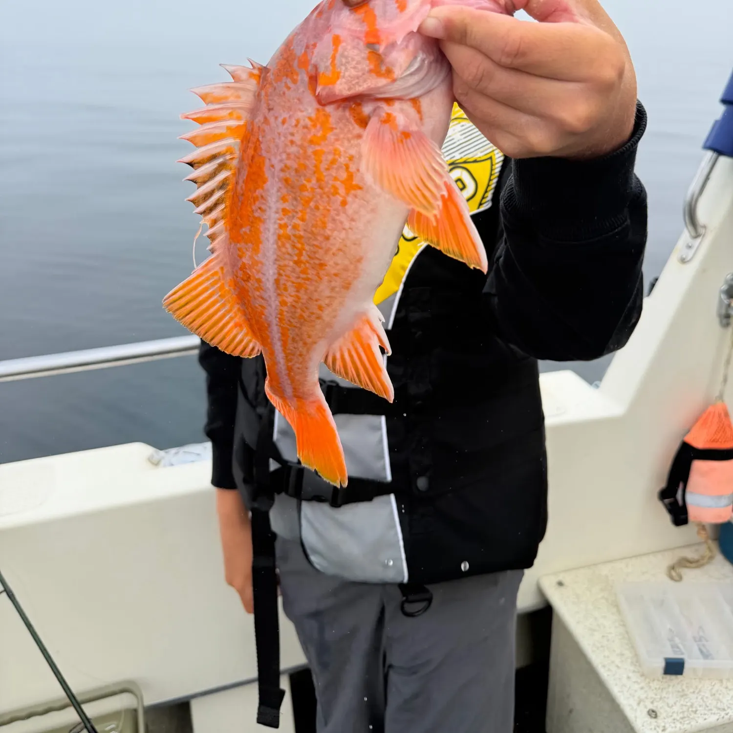The most recent Canary rockfish catches on Fishbrain
